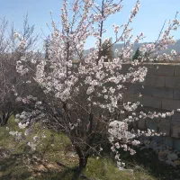 باغ پسته محصور معاوضه با خودرو .طلا