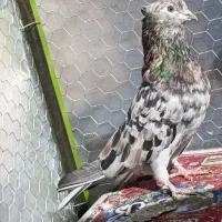 سرور هفت رنگ