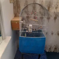 عروس هلندی مولد و جوجه با قفس لوازم لانه