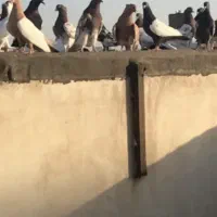 کفتر سینه کله درشت بدون خال