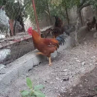 قاز اردک خروس|حیوانات مزرعه|پاکدشت, پاکدشت (مامازند)|دیوار