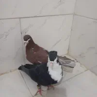 کبوتر|حیوانات|یزد, |دیوار