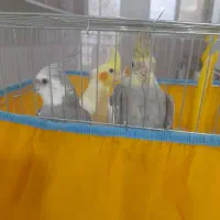 عروس هلندی|پرنده|صباشهر, |دیوار