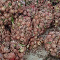 فروش پیاز گوسفندی