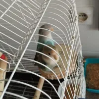 طوطی برزیلی