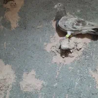 کفترا همه گرفتی|پرنده|سبزوار, باهنر|دیوار