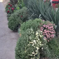 خرید برگ پاییزی انواع درختان|خدمات باغبانی و درختکاری|ملک‌آباد, |دیوار