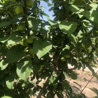 چهاردیواری-تبرئه-دار