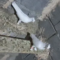 کفتر بحرنی بالغ