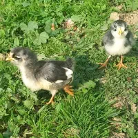 تخم نطفه دار گلین ریشو چهل تاج