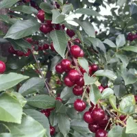 نهال های گلدانی چهارساله اصلاح شده ریشه پر