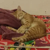 واگذاری گربه نارنجی ماده