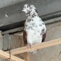 کبوتر