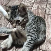 واگزاری کربه