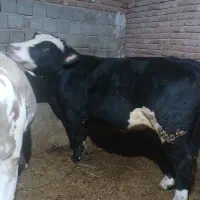 ۷ راس گوساله نر سیمتال وزن تقریبی ۶۰۰ الی ۹۰۰