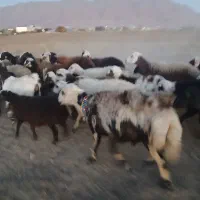 بره ماده پلنگی و یک راس شیشک قوچ|حیوانات مزرعه|شازند, |دیوار