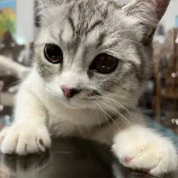 واگذاری گربه نژاد پرشین اسکاتیش|گربه|کرمان, |دیوار