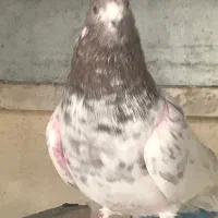 کفتر کوبتر کله دار به شرط کفتر ابلغ سر دست سفید|پرنده|تهران, حشمتیه|دیوار