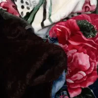 پتو گمشده ازرو ماشین افتاده