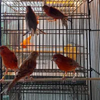 قناری ماده دارچینی