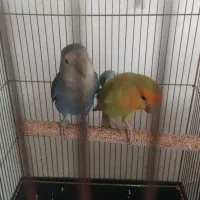 کوتوله برزیلی مولد