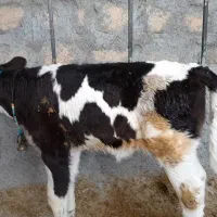 گاو هلشتاین باگوساله مونتبلیار سیمینتال|حیوانات مزرعه|کوهدشت, |دیوار