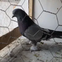 کبوتر. نر سبز دولا