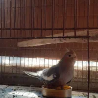 عروس هلندی|پرنده|رودسر, |دیوار