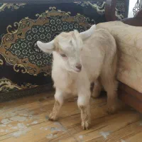 بزغاله خونگی