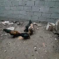 مرغ و خروس و جوجه|حیوانات مزرعه|گرگان, |دیوار