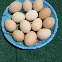 تخم‌مرغ طبیعی
