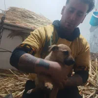 سگ پا کوتاه|سگ|آشخانه, |دیوار