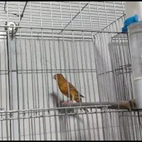 قناری  جوجه مرغ مینا|پرنده|شیراز, پودنک|دیوار