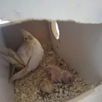 لوتینو با جوجه معاوضه با گرینچیک|پرنده|قم, چهار امامزاده|دیوار