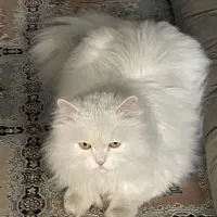 گربه پرشین