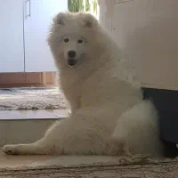 سامویید کینگ