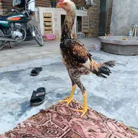 جوجه لاری اوشامو