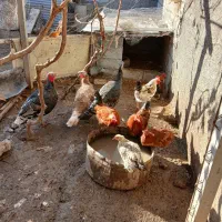 مرغ خروس غاز غو غاز|حیوانات مزرعه|بیلوار, |دیوار