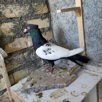 کبوتر سینه نر
