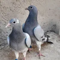 جفت کبوترجوجه مسافتی هرمن کوستر