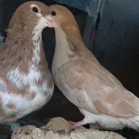 ساده نروماده