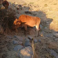 گوساله ماده ۳ راس|حیوانات مزرعه|پاوه, |دیوار