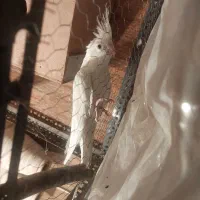 یک جفت عروس هلندی نر وایت فیس مادآلبینو فروش فوری|پرنده|علیآباد کتول, |دیوار