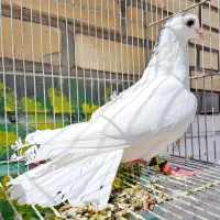 دمگیر گلپنبه ای