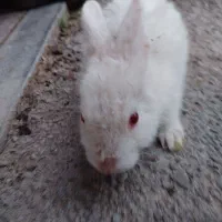 خرگوش و اردک و ساعت مچی طلا 25گرمی