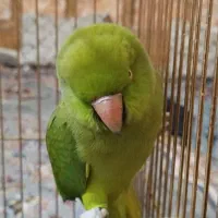 ملنگو|پرنده|خرمشهر, |دیوار