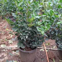 یاس هلندی گلدان 12|گل و گیاه طبیعی|واجارگاه, |دیوار