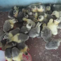 جوجه غاز|حیوانات مزرعه|چمستان, |دیوار