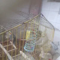 عروس هلندی جفت