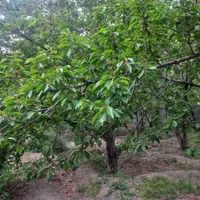 فروش ۵۰۰ متری باغ در کن سولقان